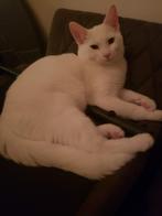 Turkse van kitten kater, Dieren en Toebehoren, Katten en Kittens | Raskatten | Korthaar, Kater, 0 tot 2 jaar