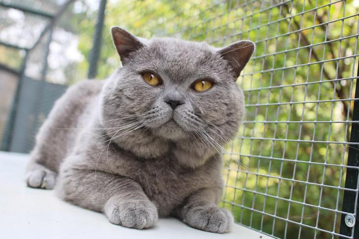 Brits korthaar, Dieren en Toebehoren, Katten en Kittens | Dekkaters, 3 tot 5 jaar