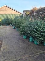 Kerstbomen nordman blauw spar, Tuin en Terras, Planten | Bomen, Bloeit niet, Overige soorten, Minder dan 100 cm, Ophalen