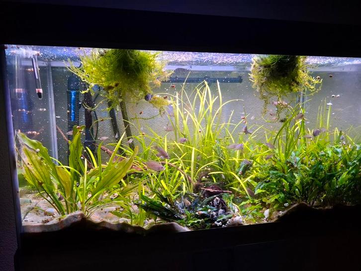 Lamprologus multifasciatus groep, Dieren en Toebehoren, Vissen | Aquariumvissen, Zoetwatervis, Vis, Schoolvis