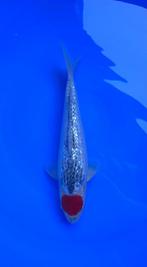 Odakan HQ Goshiki koi karper | Koikarpers  | Nisai vissen, Karper of Koi
