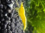 Yellow goldenback garnalen. Gele garnalen. Yellow neon fire, Dieren en Toebehoren, Vissen | Aquariumvissen, Kreeft, Krab of Garnaal