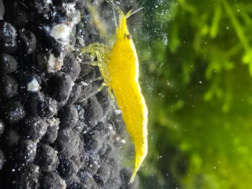 Yellow goldenback garnalen. Gele garnalen. Yellow neon fire, Dieren en Toebehoren, Vissen | Aquariumvissen, Kreeft, Krab of Garnaal