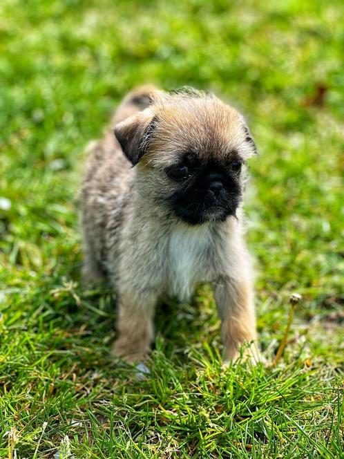 Kruising pupje te koop, Dieren en Toebehoren, Honden | Niet-rashonden, Klein, Meerdere dieren, Fokker | Professioneel, Meerdere