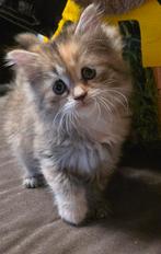 Siberische kat x mainecoonxl kittens, Dieren en Toebehoren, Katten en Kittens | Raskatten | Langhaar, Meerdere dieren, Gechipt