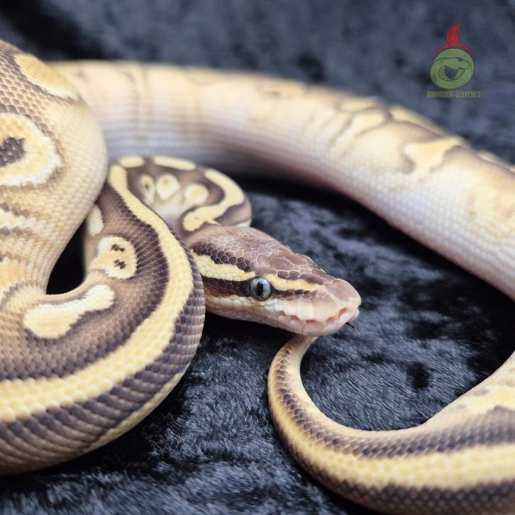 python regius butter super pastel (confusion) het. candy