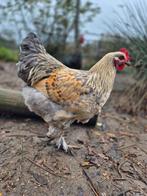 Super lieve Brahma haan, Dieren en Toebehoren, Pluimvee, Mannelijk, Kip
