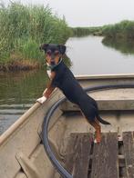 Jack russel dekreu staat ter dekking, Jack Russell Terriër, Reu, 1 tot 2 jaar, Eén hond