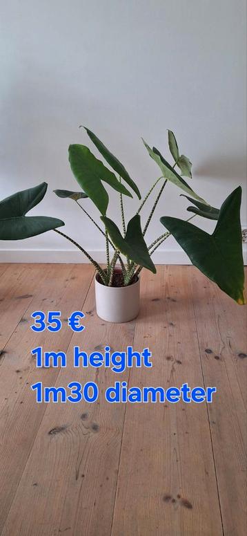 Alocasia Zebrina - Zonder Pot beschikbaar voor biedingen