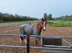 Verzorg/bijrijdpony aangeboden Langbroek, Dieren en Toebehoren, Paarden en Pony's | Overige Paardenspullen, Ophalen of Verzenden
