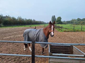 Verzorg/bijrijdpony aangeboden Langbroek beschikbaar voor biedingen