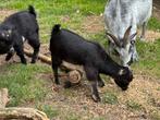 Baby geitjes, Dieren en Toebehoren, Schapen, Geiten en Varkens, Meerdere dieren, Geit