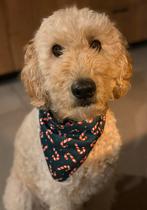 Labradoodle Dekreu, 6 jaar of ouder, Rabiës (hondsdolheid), Reu, Groot