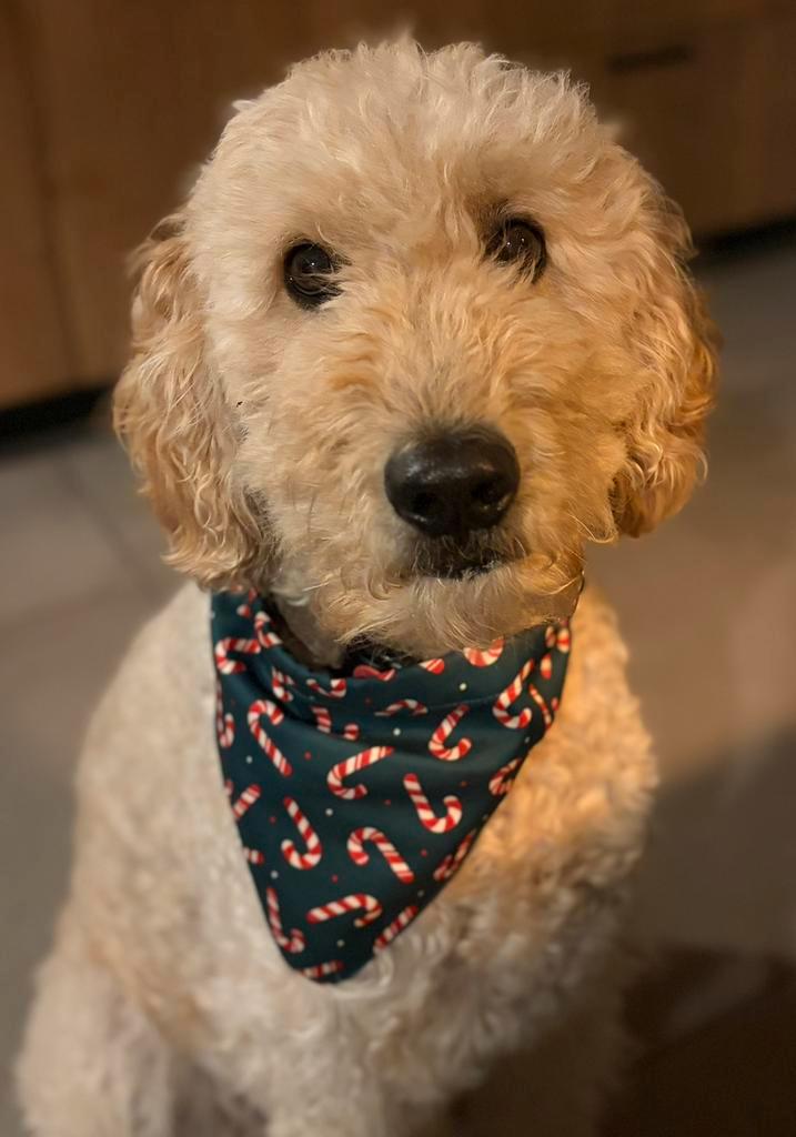 Labradoodle Dekreu, Dieren en Toebehoren, Honden | Niet-rashonden, Groot, Reu, Particulier, Eén hond, Nederland, 6 jaar of ouder