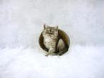 Prachtige raszuivere Britse korthaar kittens, Ontwormd, Meerdere dieren, 0 tot 2 jaar