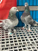 Takla, Dieren en Toebehoren, Meerdere dieren