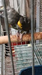 Meyer papagaai, Dieren en Toebehoren, Vogels | Parkieten en Papegaaien, Mannelijk, Papegaai