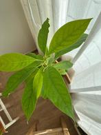 Avocado plant 1 jaar oud, Ophalen, Groenteplant, Halfschaduw, Minder dan 100 cm