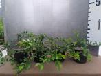 Chaenomeles Superba Jet trail – Japanse Sierkwee superfood, Tuin en Terras, Bodembedekkers, Volle zon, Vaste plant, Ophalen of Verzenden