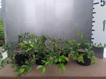 Chaenomeles Superba Jet trail – Japanse Sierkwee superfood beschikbaar voor biedingen