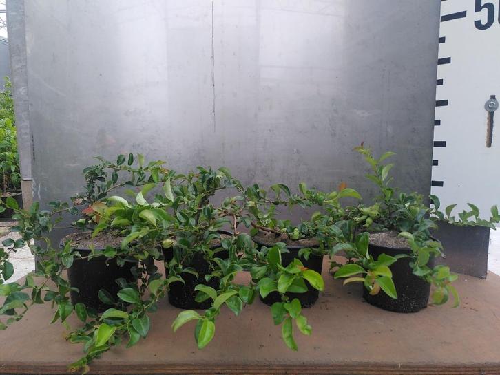Chaenomeles Superba Jet trail – Japanse Sierkwee superfood, Tuin en Terras, Planten | Tuinplanten, Vaste plant, Bodembedekkers