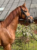 3 jarige kwpn ruin, Dieren en Toebehoren, Paarden, Onbeleerd, Gechipt, Ruin, 3 tot 6 jaar