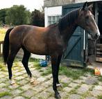 1,5 jarige merrie., Dieren en Toebehoren, Paarden, Merrie, 160 tot 165 cm, Dressuurpaard, 3 tot 6 jaar