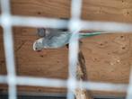 Halsbanden, Dieren en Toebehoren, Vogels | Parkieten en Papegaaien, Meerdere dieren, Parkiet