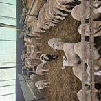 Mest/weide lammeren, Dieren en Toebehoren, Schapen, Geiten en Varkens, Meerdere dieren, Schaap