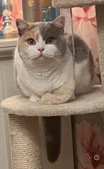 Prachtige grote lieve britse korthaar poes, Dieren en Toebehoren, Katten en Kittens | Raskatten | Korthaar, Poes, Gechipt