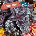 Stekjes zeldzame siernetels (coleus), mooi als kamerplant, Huis en Inrichting, Kamerplanten, Overige soorten, Minder dan 100 cm
