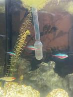 Neon tetra xxl, Dieren en Toebehoren, Vis