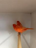 Rode en oranje kanaries, Dieren en Toebehoren, Vogels | Kanaries, Meerdere dieren, Kleurkanarie
