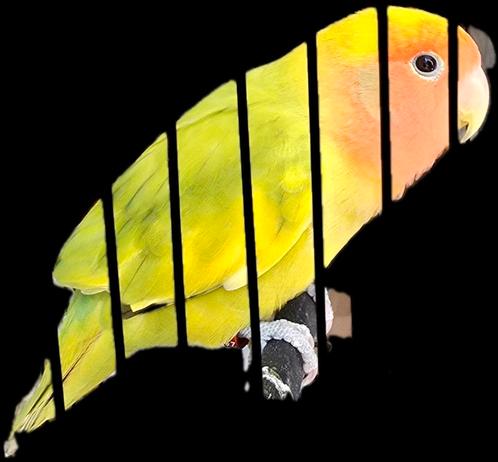 Agapornis dwergpapegaai pop broeds, Dieren en Toebehoren, Vogels | Parkieten en Papegaaien, Dwergpapegaai of Agapornis, Vrouwelijk