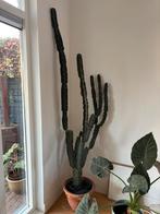 Grote Cactus (2 meter), Ophalen, 200 cm of meer, Halfschaduw, Groene kamerplant