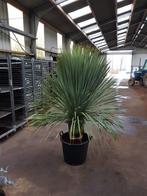 Yucca rostrata AAA kwaliteit / Zeer winterhard en sierlijk., Halfschaduw, Zomer, Vaste plant, Ophalen of Verzenden
