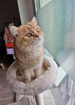 🐈 | Black Golden Shaded | Dek Kater | Britse Korthaar |, Dieren en Toebehoren, 0 tot 2 jaar