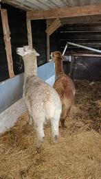 Witte hengst 4 jaar oud, Dieren en Toebehoren, Overige Dieren, Februari, Mannelijk