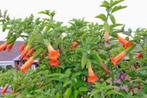 GEVRAAGD: Brugmansia sanguinea (rood/gele bloem), Tuin en Terras, Ophalen of Verzenden, Overige soorten, Struik, 100 tot 250 cm