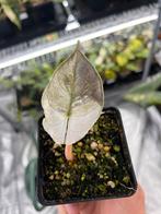 Aloasia Azlanii pink albo variegata, Overige soorten, In pot, Minder dan 100 cm, Bloeiende kamerplant