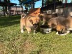 Akita Inu X American Akita pups, Dieren en Toebehoren, CDV (hondenziekte), 8 tot 15 weken, Poolhond, Meerdere