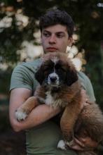 Leonberger kruising X tibetaanse mastiff kruising pups, 8 tot 15 weken, Groot, Meerdere, Meerdere dieren