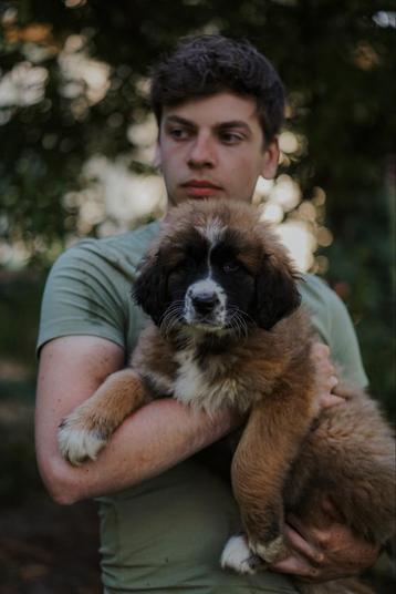 Leonberger kruising X tibetaanse mastiff kruising pups beschikbaar voor biedingen