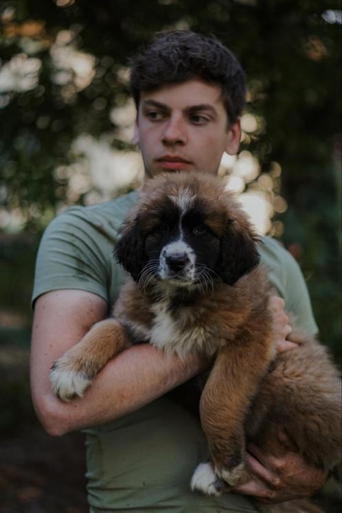 Leonberger kruising X tibetaanse mastiff kruising pups, Dieren en Toebehoren, Honden | Niet-rashonden, Groot, Meerdere dieren