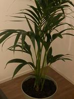 Kentiapalm Intratuin Nieuw, Huis en Inrichting, Kamerplanten, 100 tot 150 cm, Palm, Halfschaduw, In pot