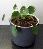 Pannenkoekplant in grijze bloempot, Ophalen, Overige soorten, Halfschaduw, In pot