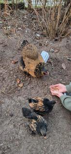 Mooie brahma kippen te koop, Vrouwelijk, Kip