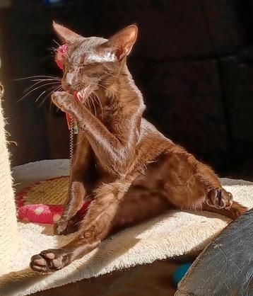 Cinnamon Oosters Korthaar kater met Stamboom  beschikbaar voor biedingen