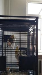 3 lieve handtam valkparkiet, Dieren en Toebehoren, Vogels | Hokken en Kooien, Ophalen, Zo goed als nieuw, Metaal, Vogelkooi