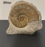 Harpoceras Ammoniet, Verzamelen, Mineralen en Fossielen, Ophalen of Verzenden, Fossiel